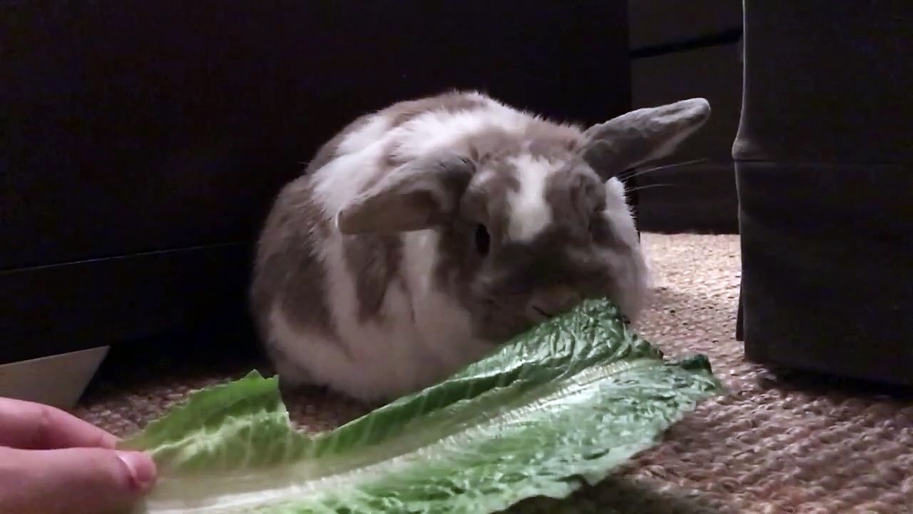 Alexia Anders - All About Alexia