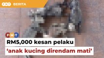 15 anak kucing direndam mati, NGO tawar RM5,000 kesan pelaku