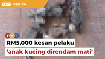 15 anak kucing direndam mati, NGO tawar RM5,000 kesan pelaku