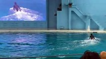 【Beluga シロイルカ #dolphin】2021/8/7 @横浜 八景島シーパラダイス #ベルーガ #Hakkeijima #SeaParadise बेलुगा व्हेल 흰돌고래