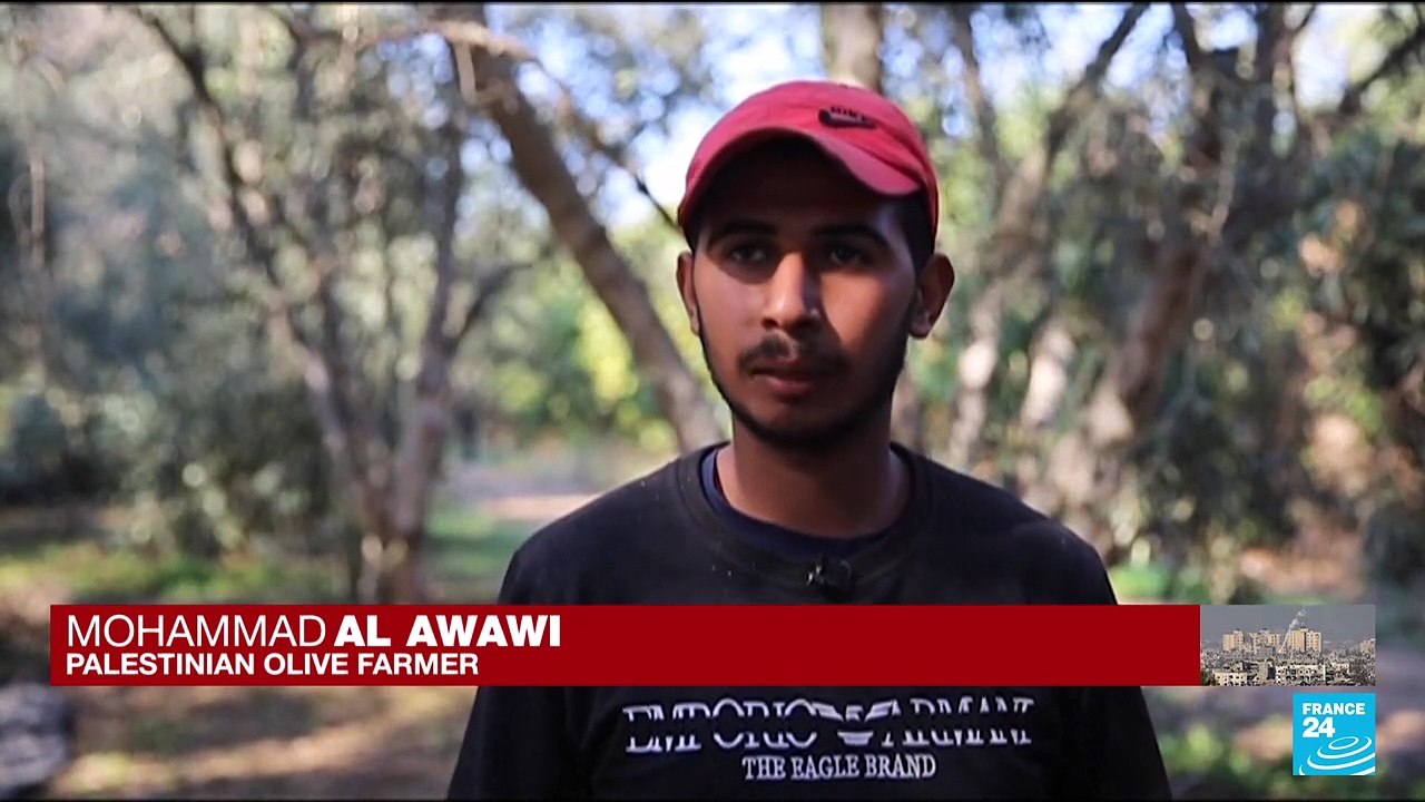 Delayed by war, Gaza's olive harvest is too little, too late, say farmers