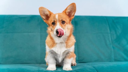 Conoce A Estas 7 Razas De Perros En Peligro De Extinción