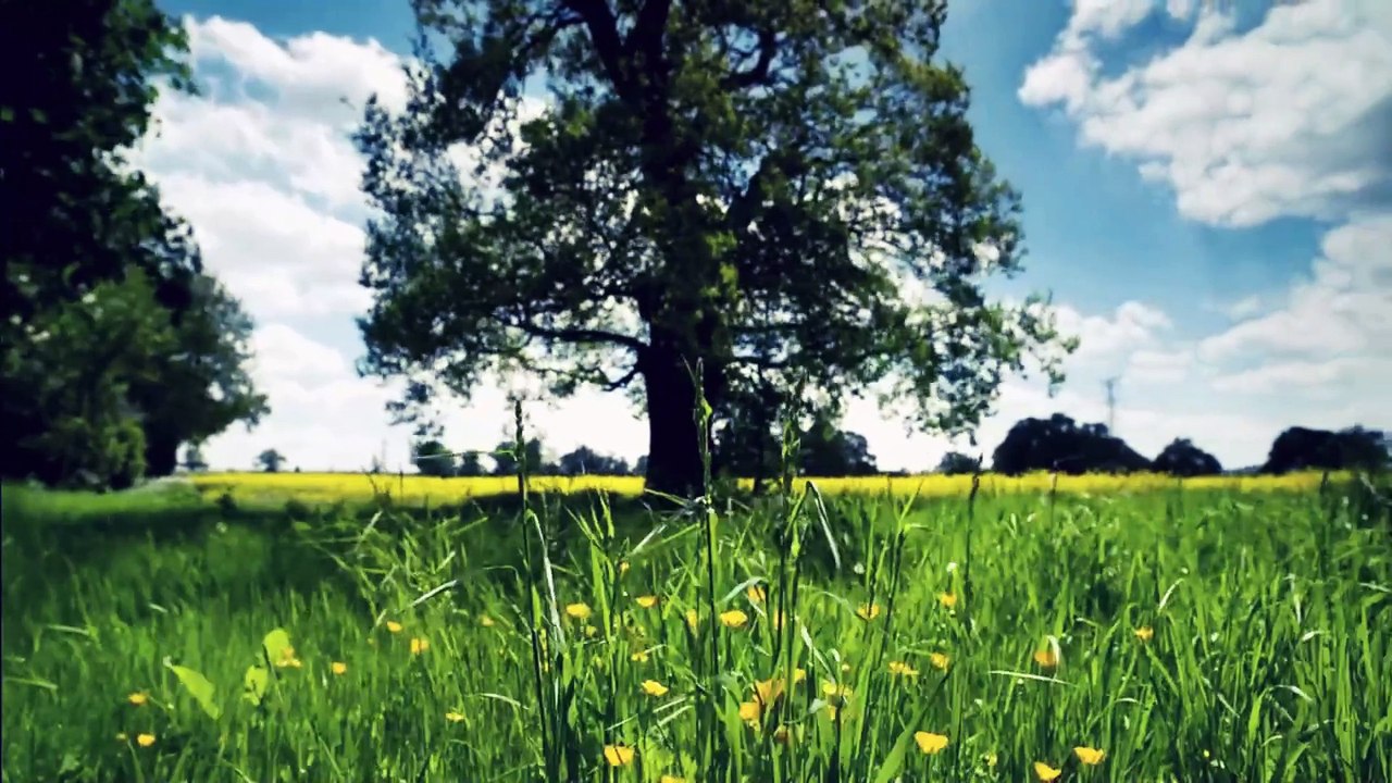 A Journey Through Nature's Tranquility: A Relaxing Video for Stress Relief and Inner Peace