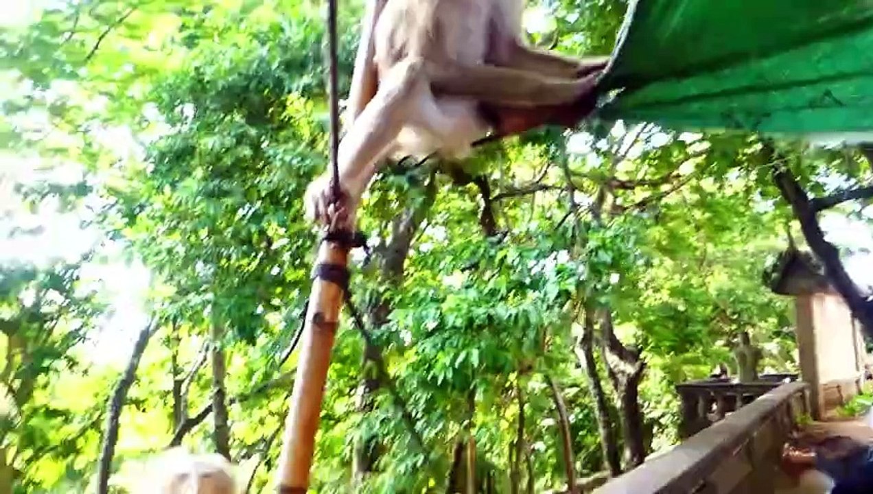 Hey guy don't steal my baby!, Teenaged monkey try to steal little baby, Malida see on time (720p_25fps_H264-192kbit_AAC)