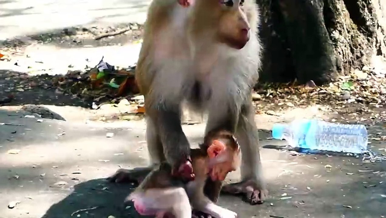 How Cute Of Tiny Rockstar Perform!, Rockstar Expressing His Happiness (720p_25fps_H264-192kbit_AAC)