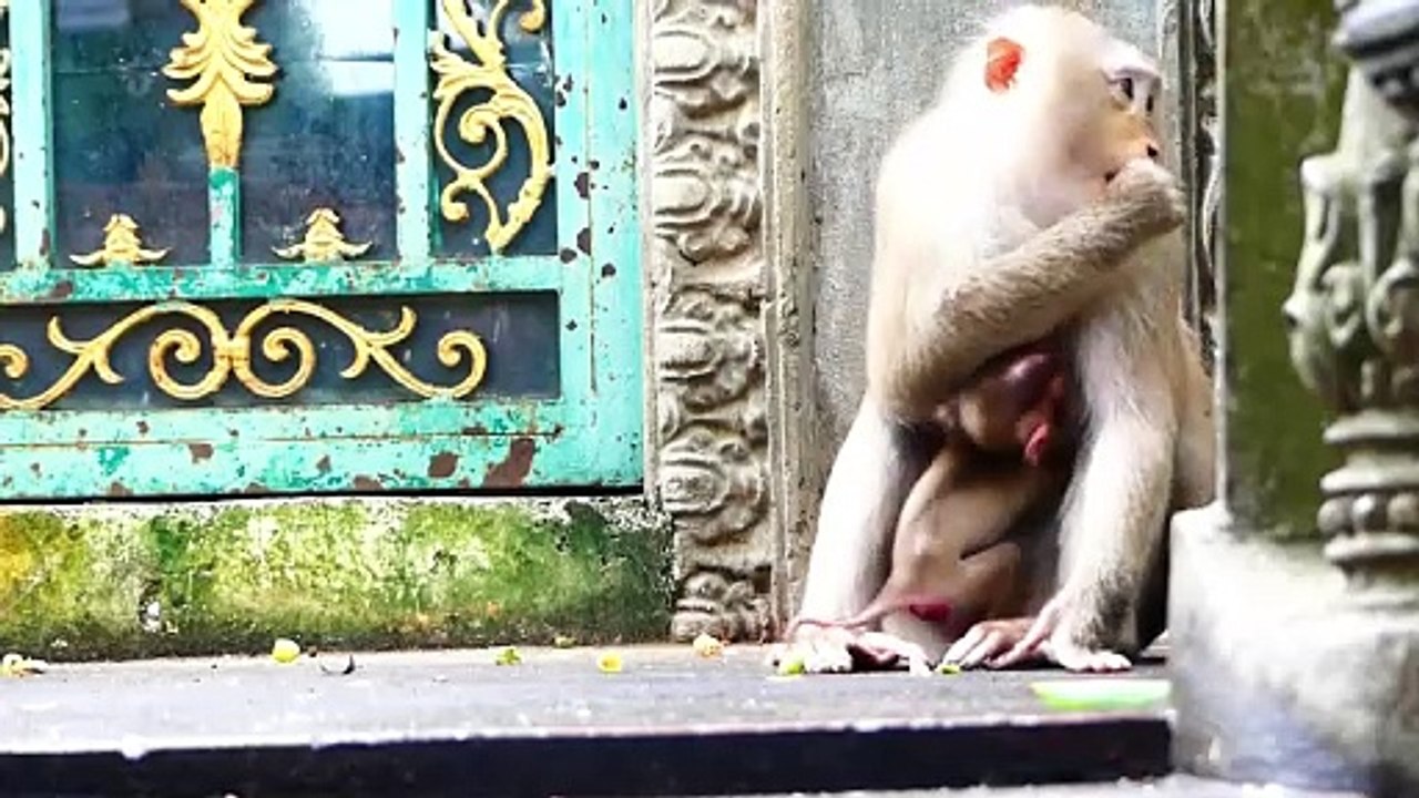 How Hurt Of This Little Monkey!, Milina Mother Bites Tail Of Elder Daughter (720p_25fps_H264-192kbit_AAC)