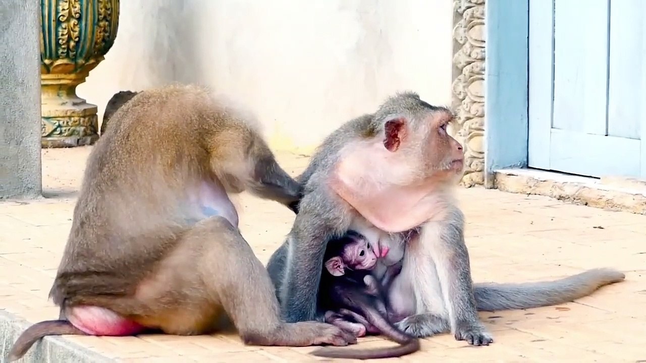 How hurt this poorest mommy is!, Mama Barry bite mama Julia, she cry with big mouth (720p_25fps_H264-192kbit_AAC)