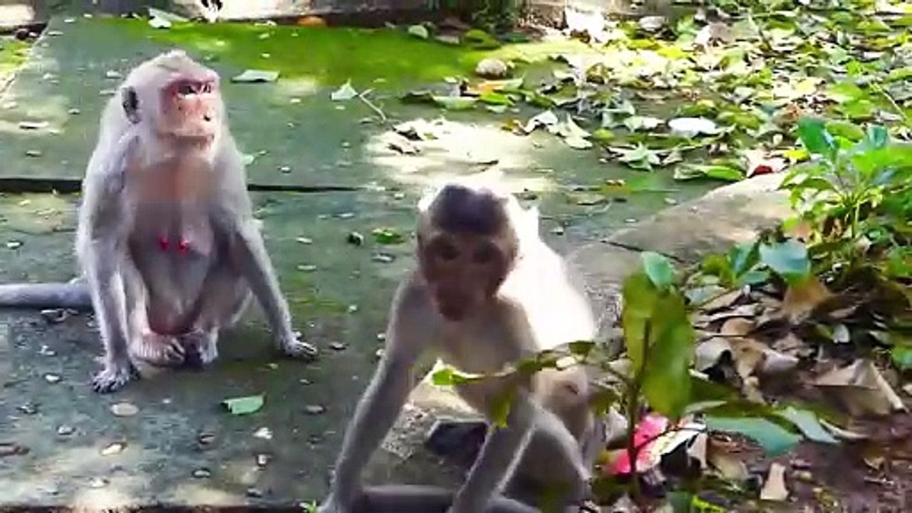 Huge Pity for baby Sakura who cry hugging the fence, Sakura get scared of big male monkey (720p_25fps_H264-192kbit_AAC)