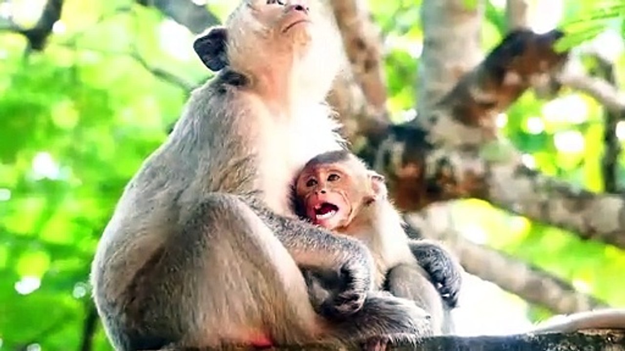 Huge hungry of baby Monika, mother Malika prolonged time for feeding her (720p_25fps_H264-192kbit_AAC)