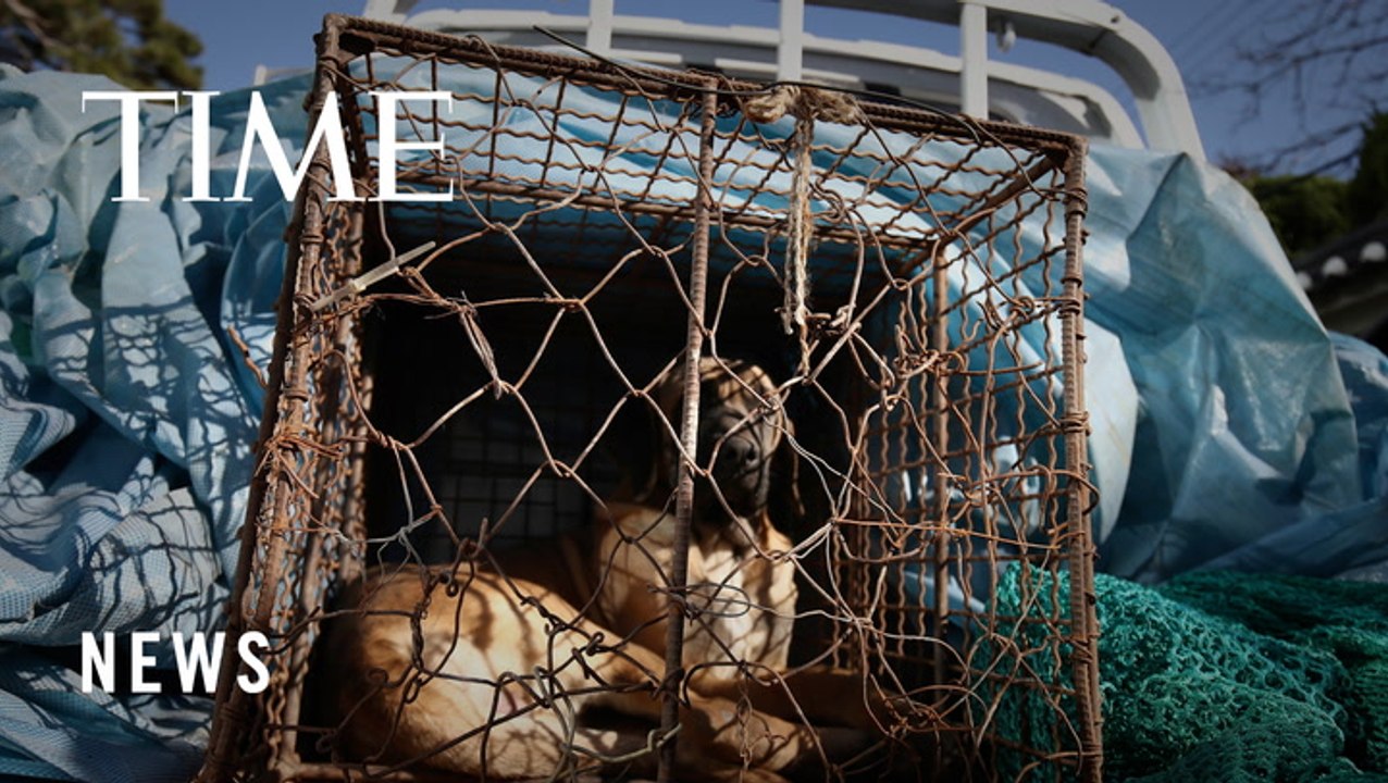 Hundreds of South Korean Dog Farm Owners Protest Against Recent Moves to Outlaw the Dog Meat Industry