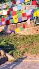 Too Many Hungry Monkey vs One Box of Bananas