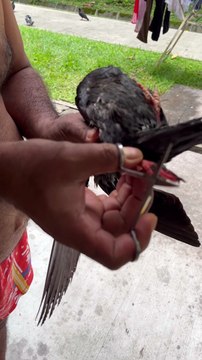Rescuing A Pigeon Tangled Up With String