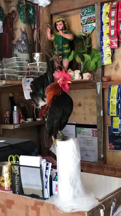Unbalanced Rooster Cannot Keep Upright