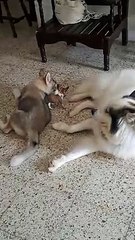 Chihuahua Puppy Tries to Play With Huskies