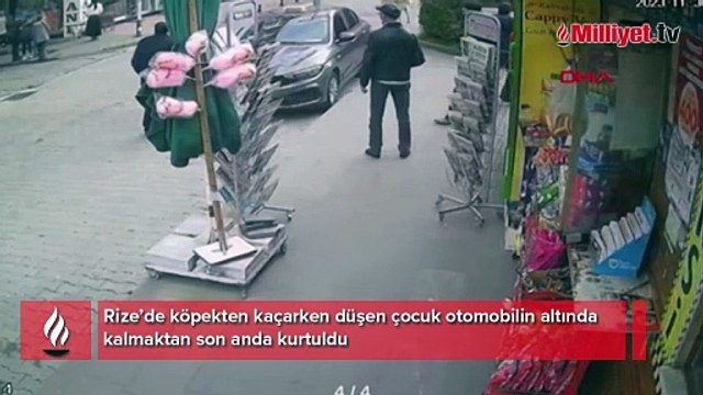 Köpekten kaçarken az kalsın eziliyordu! Son anda kurtuldu