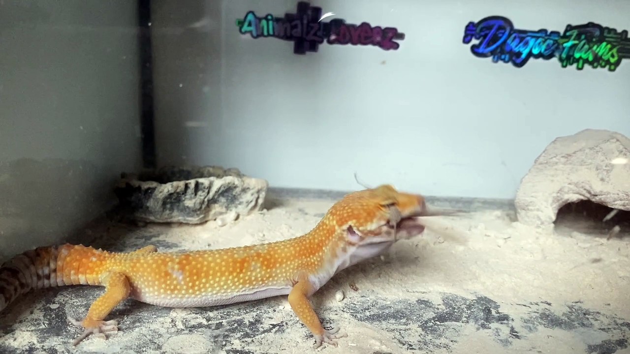 Gecko makan mantis