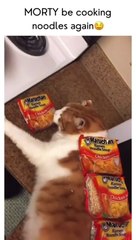 Funny cat dog animals compilation animal videos on Instagram Tiktok