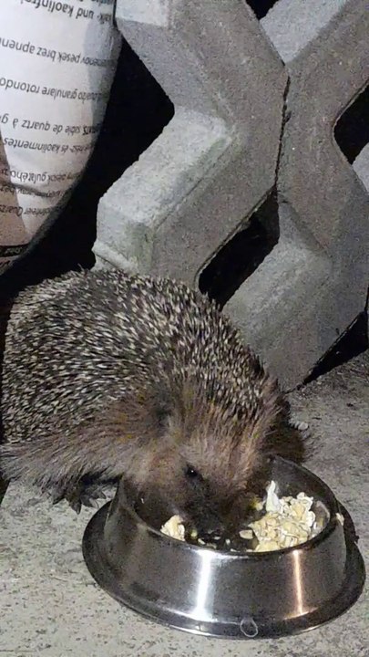 Igelfütterung mit Rührei und Haferflocken