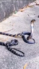 Deception of a cobra snake with a snake