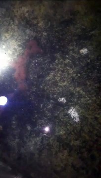 Saat ini sedang LANGKA CACING SUTERA dibeberapa daerah, jangan sampai LARVA LELE kurang casut