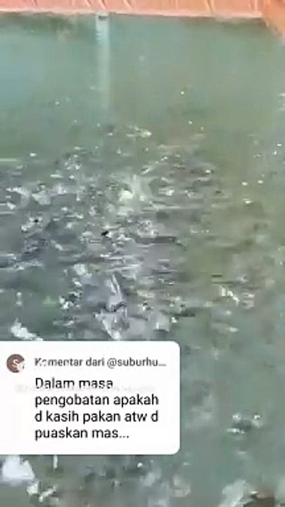 Dalam masa pengobatan IKAN LELE dipuaskan atau diberi makan❓