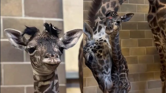 Baby Giraffe takes in its FIRST moments