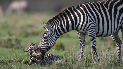Videographer captures special moment zebra was born