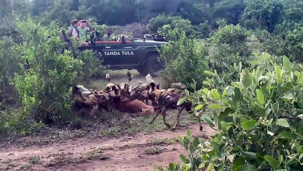 African Wild Dogs Feast on Impala Carcass