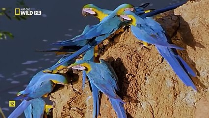 Documental   ´´Naturaleza Del Peru