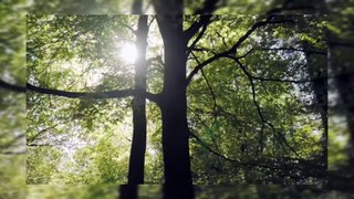 Calm Forest Whispers | Serene Nature Sounds for Relaxation and Sleep