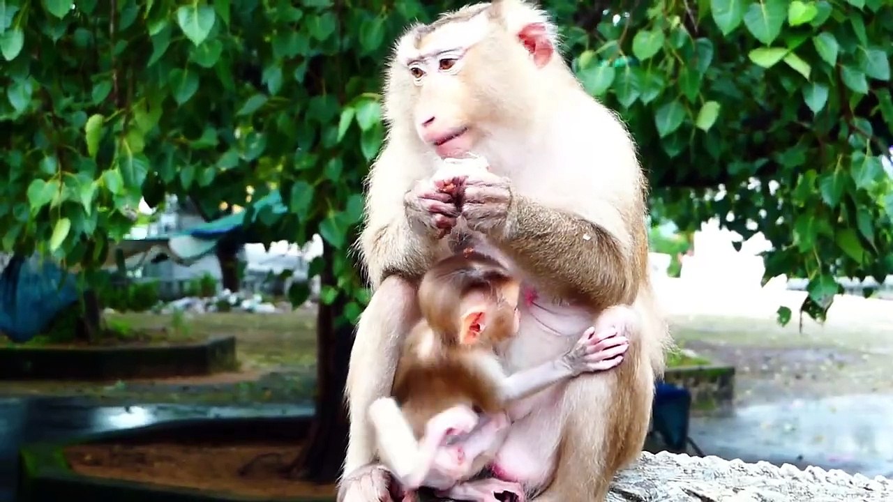 Huge scare of adorable mother, Molia rapidly pick up Monaco from catching of teenager (720p_25fps_H264-192kbit_AAC)
