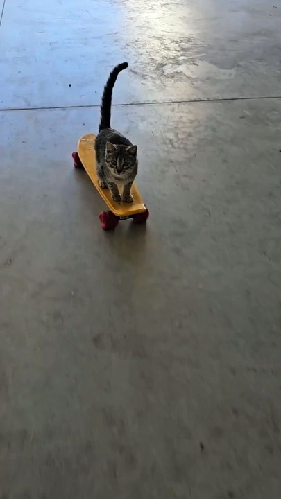 She Was A Skater Cat, She Said See You Later Cat