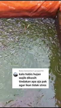 Setelah hujan tindakan apa yang kita lakukan agar ikan lele tidak stress❓