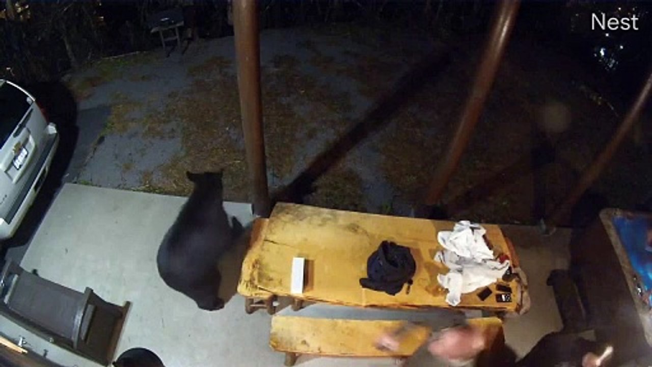 Black Bears Pay Guests a Visit at Cabin in Gatlinburg