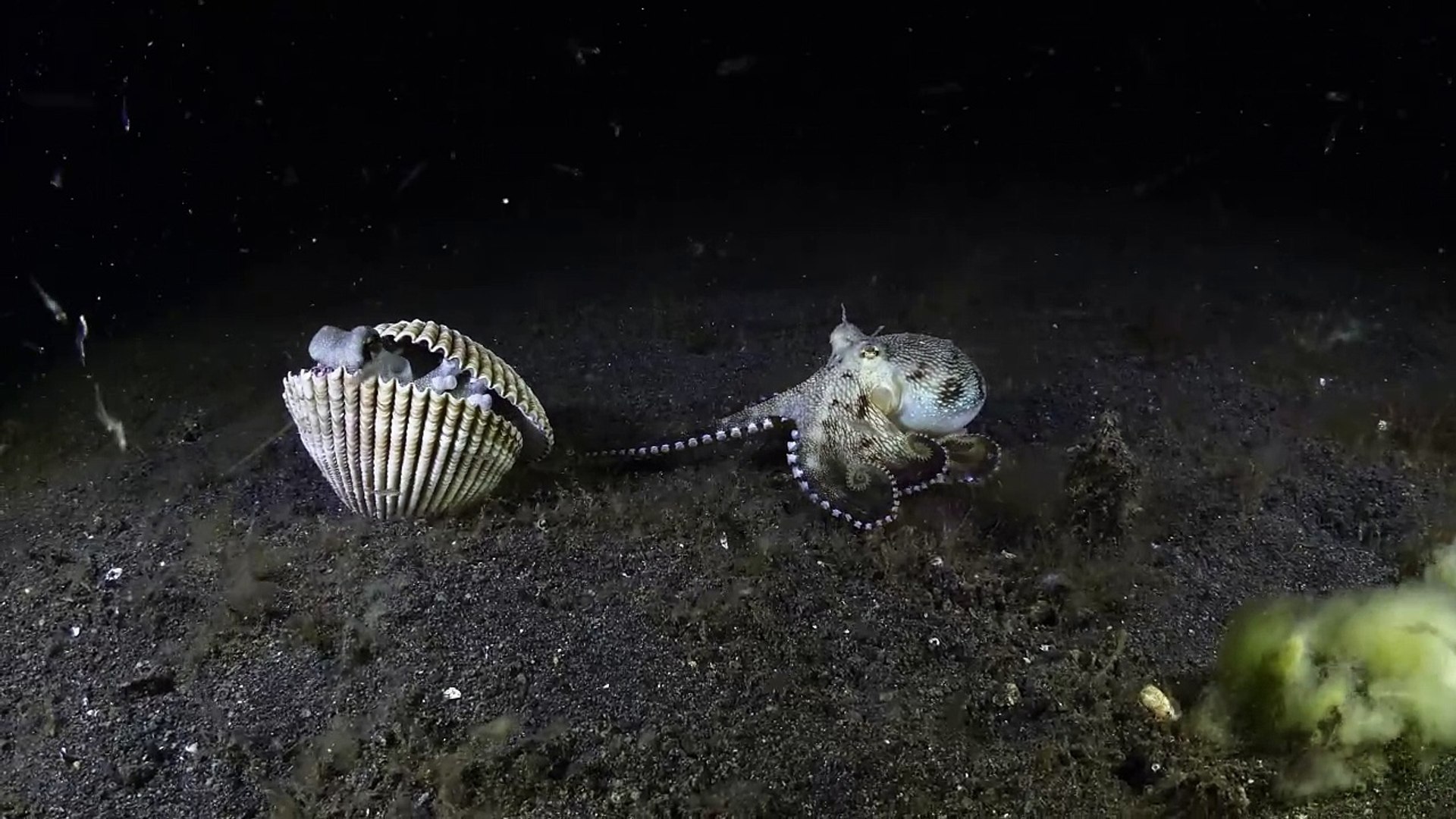 ⁣Octopuses Battle Over Shell