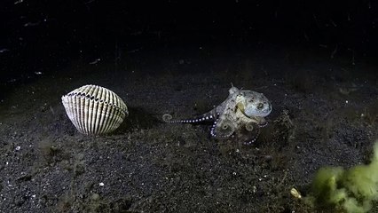 Octopuses Battle Over Shell