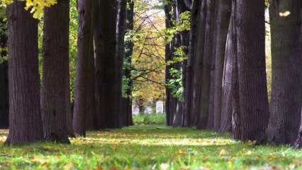 Steliana Sima - Imi vazui baiatul mire