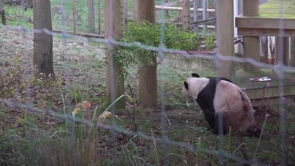 Scotland’s only two pandas bid sad farewell to zoo after 12 year stay