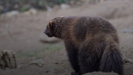 Wolverines Threatened With Extinction Receive Federal Protection