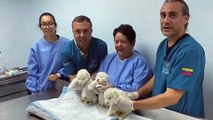Zoológico venezuelano comemora o nascimento de três filhotes de leão branco