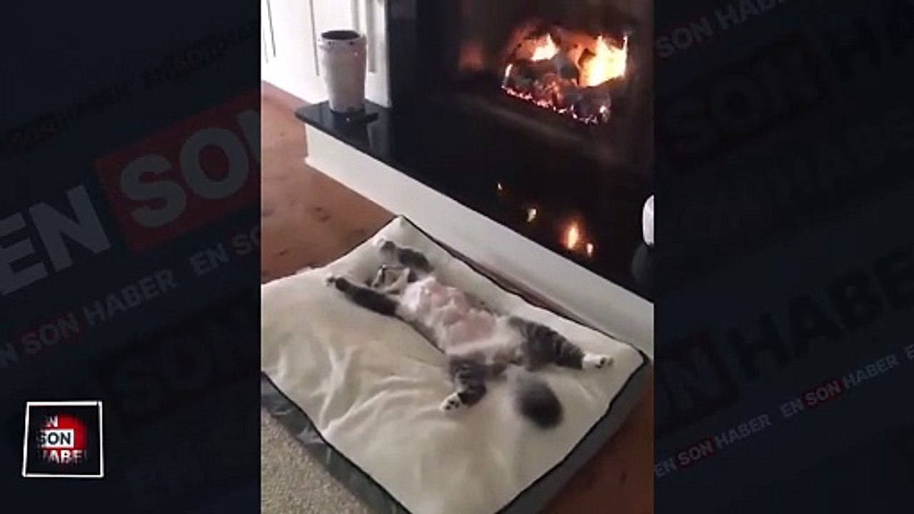 Sevimli kedinin şömine keyfi