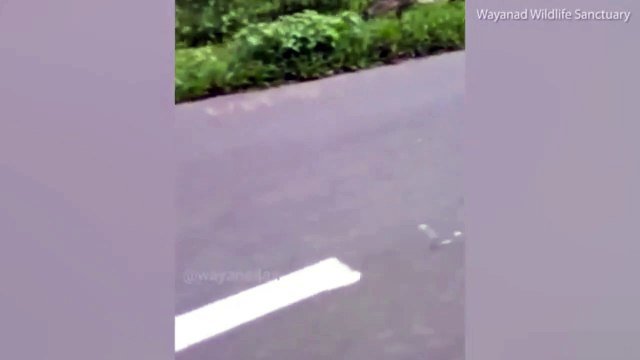 Un motard échappe de justesse à un tigre qui le pourchasse