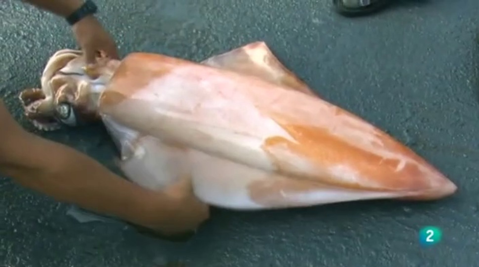 A la caza del Calamar Gigante
