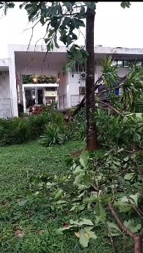 Temporal derruba árvores e causa estragos em pontos do DF
