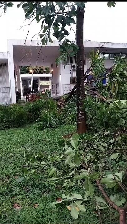 Temporal derruba árvores e causa estragos em pontos do DF