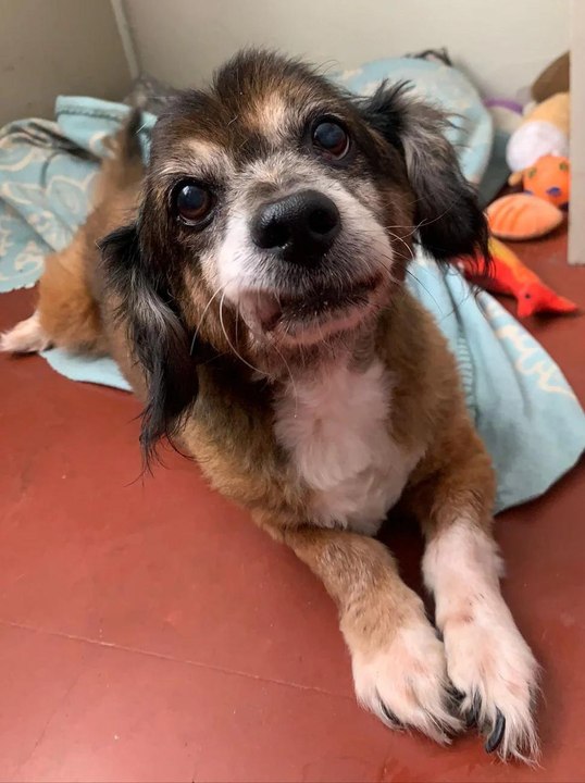 Los perritos ancianos son muy juguetones, además de grandes acompañantes