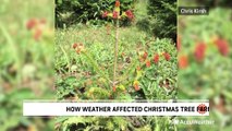 How extreme weather affected Christmas tree farms this year