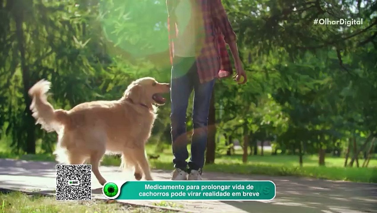 Medicamento para prolongar vida de cachorros pode virar realidade em breve
