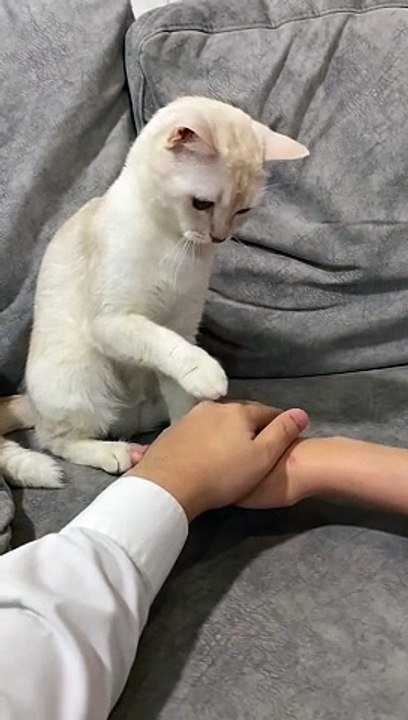 Cat Isn't a Team Player