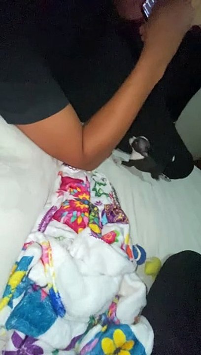 Tiny Dog Barks At Owner